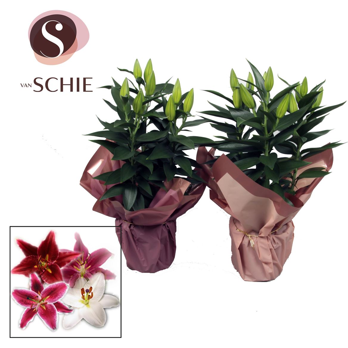 Oriental Lily Plant Mix V2