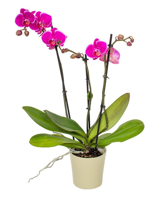 Phalaenopsis Orchid Subscriptions - Image 2