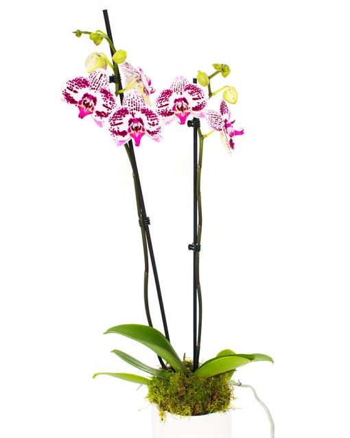 Phalaenopsis Orchid Subscriptions - Image 16