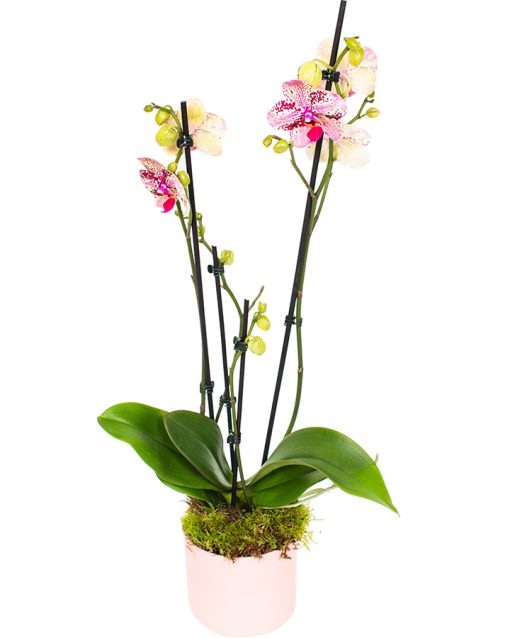 Phalaenopsis Orchid Subscriptions - Image 14
