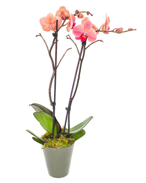 Phalaenopsis Orchid Subscriptions - Image 11