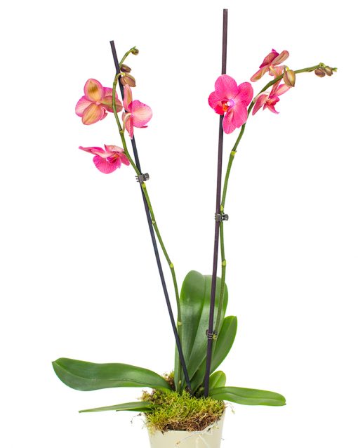 Phalaenopsis Orchid Subscriptions - Image 10