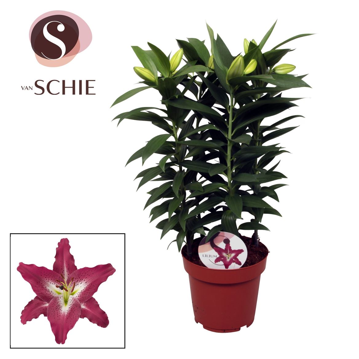 Pink Oriental Lily Plant - Oriental Entertainer